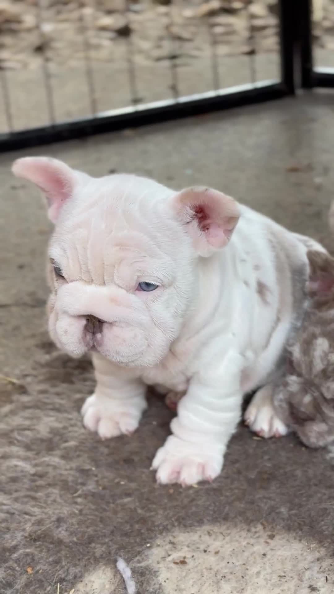 French Bulldog dogs for sale: **Beautiful French Bulldog Puppies** - Video 1