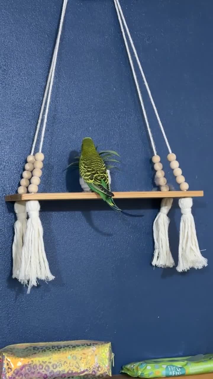 Budgerigars birds for sale: Young Pair of Budgies Looking for Loving Home - Video 1