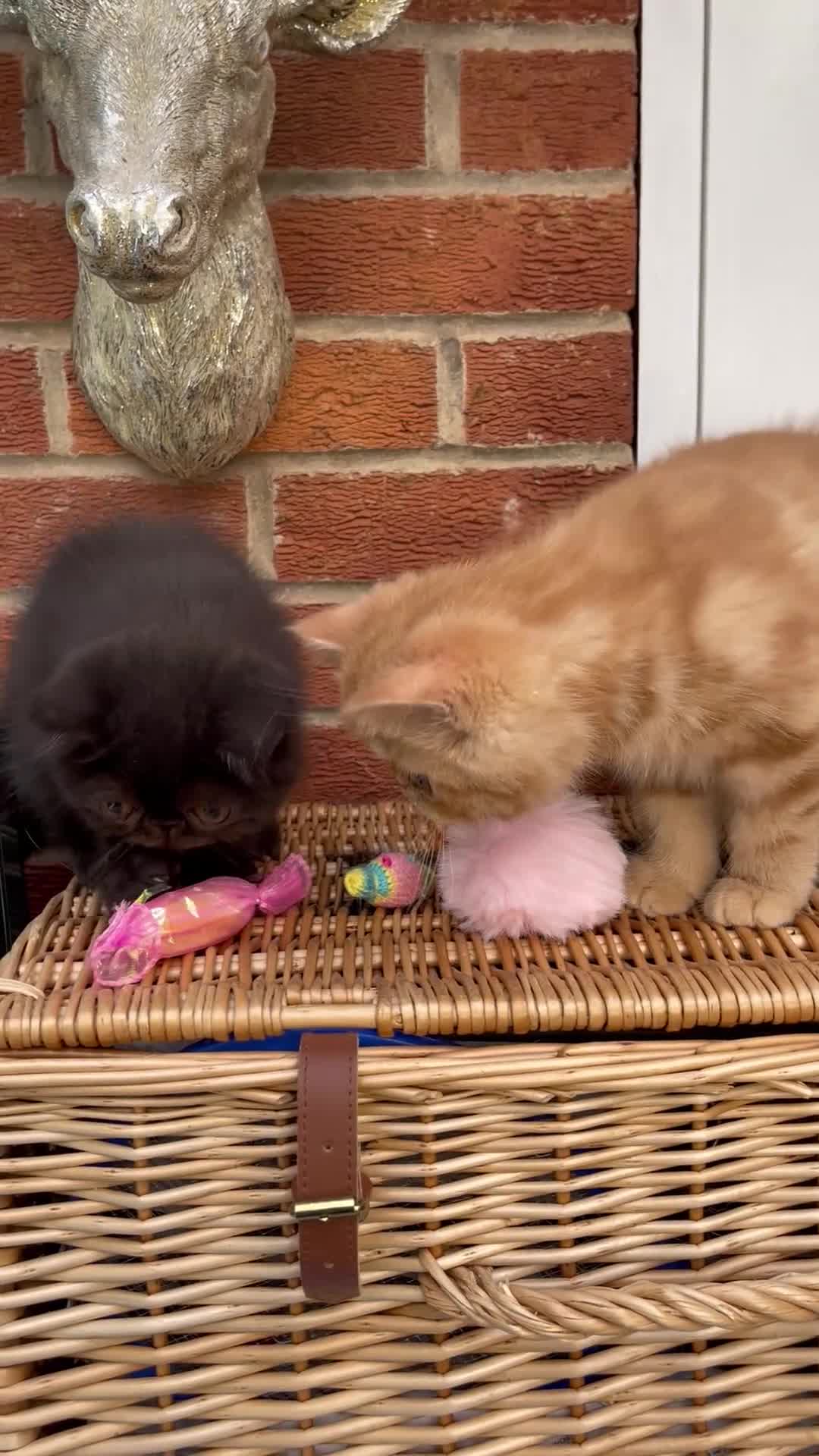 Exotic cats for sale: 💙Beautiful Exotic Shorthair Boy Kittens💙 - Video 1