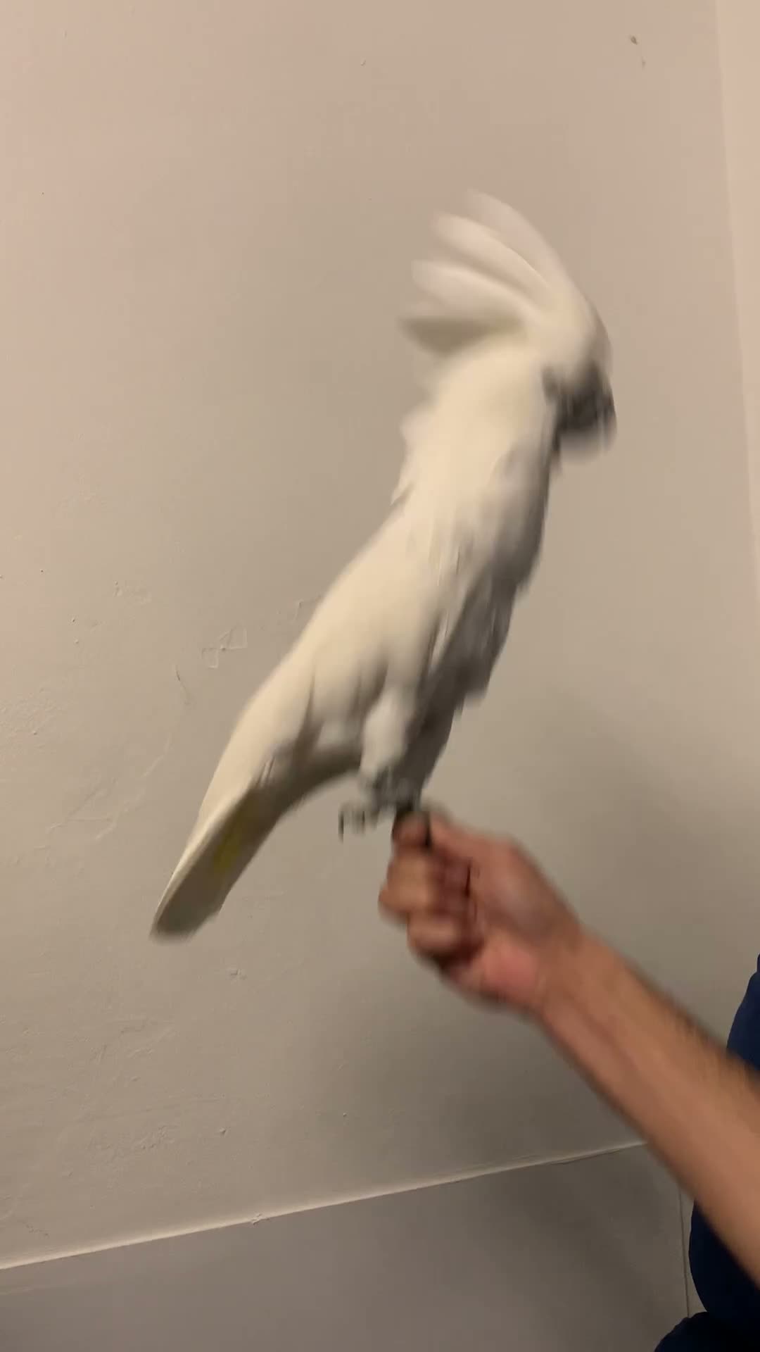 Cockatoo birds for sale: Tame Umbrella Cokato female  - Video 3