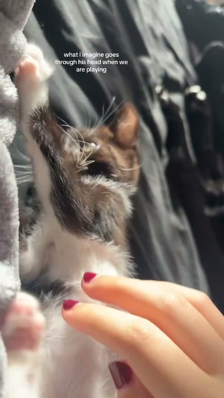 Ragdoll cats for sale: 3 month old ragdoll mixed breed  in Norwich - Video 1