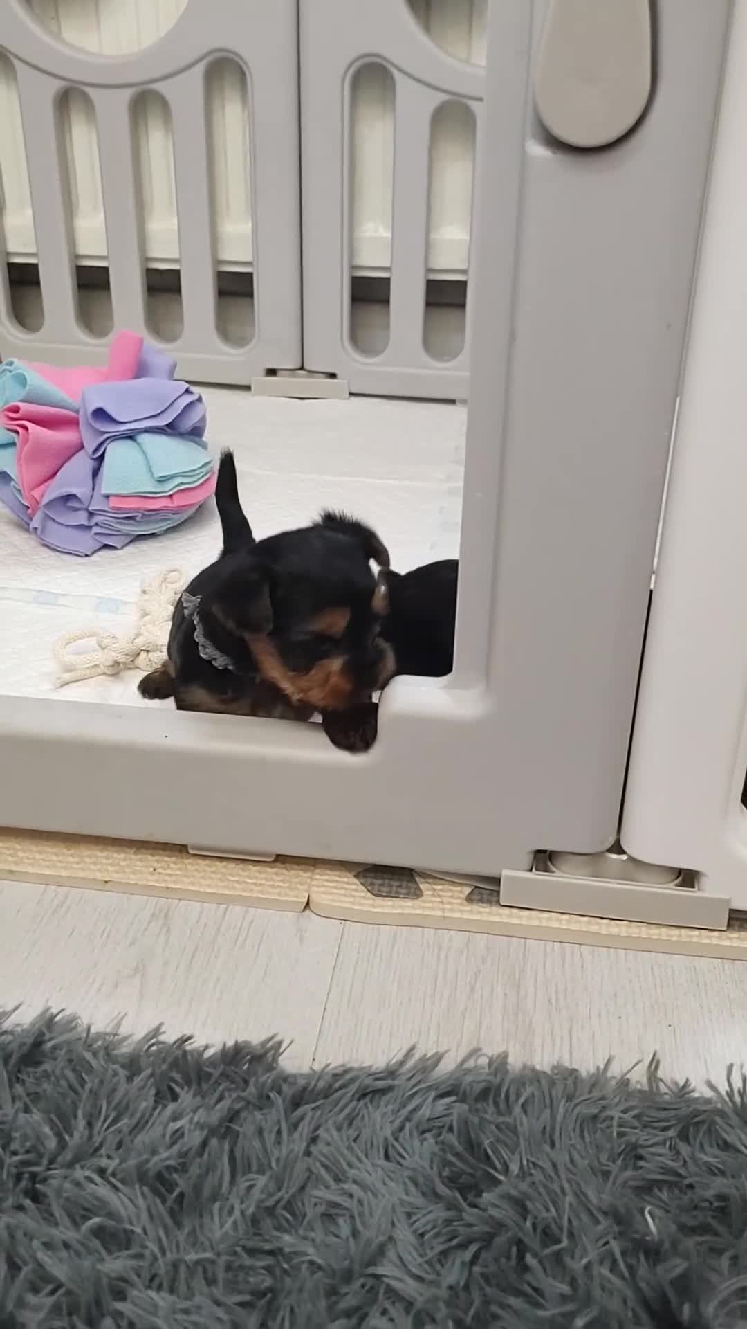 Yorkshire Terrier dogs for sale: Adorable Mini Yorkshire Terrier Puppies - Video 4