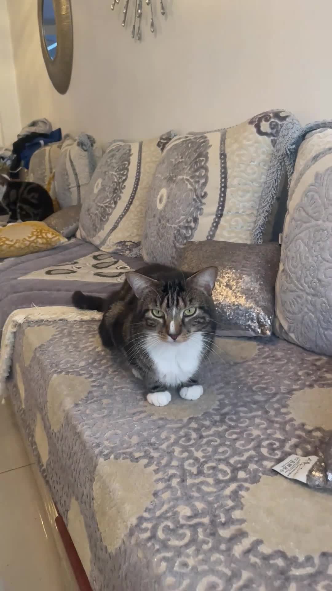 British Shorthair cats for sale: Two Beautiful Loving Male Cats  - Video 1