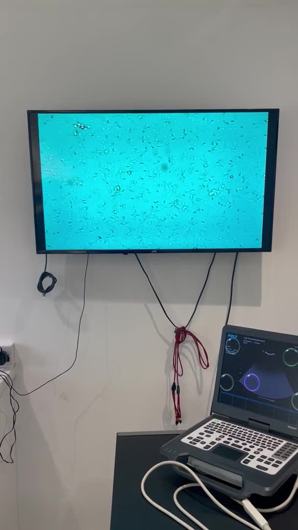 Pomeranian dogs for stud: 💜🧡Lilac & tan KC stud Benji champions in line  in Guildford - Video 1