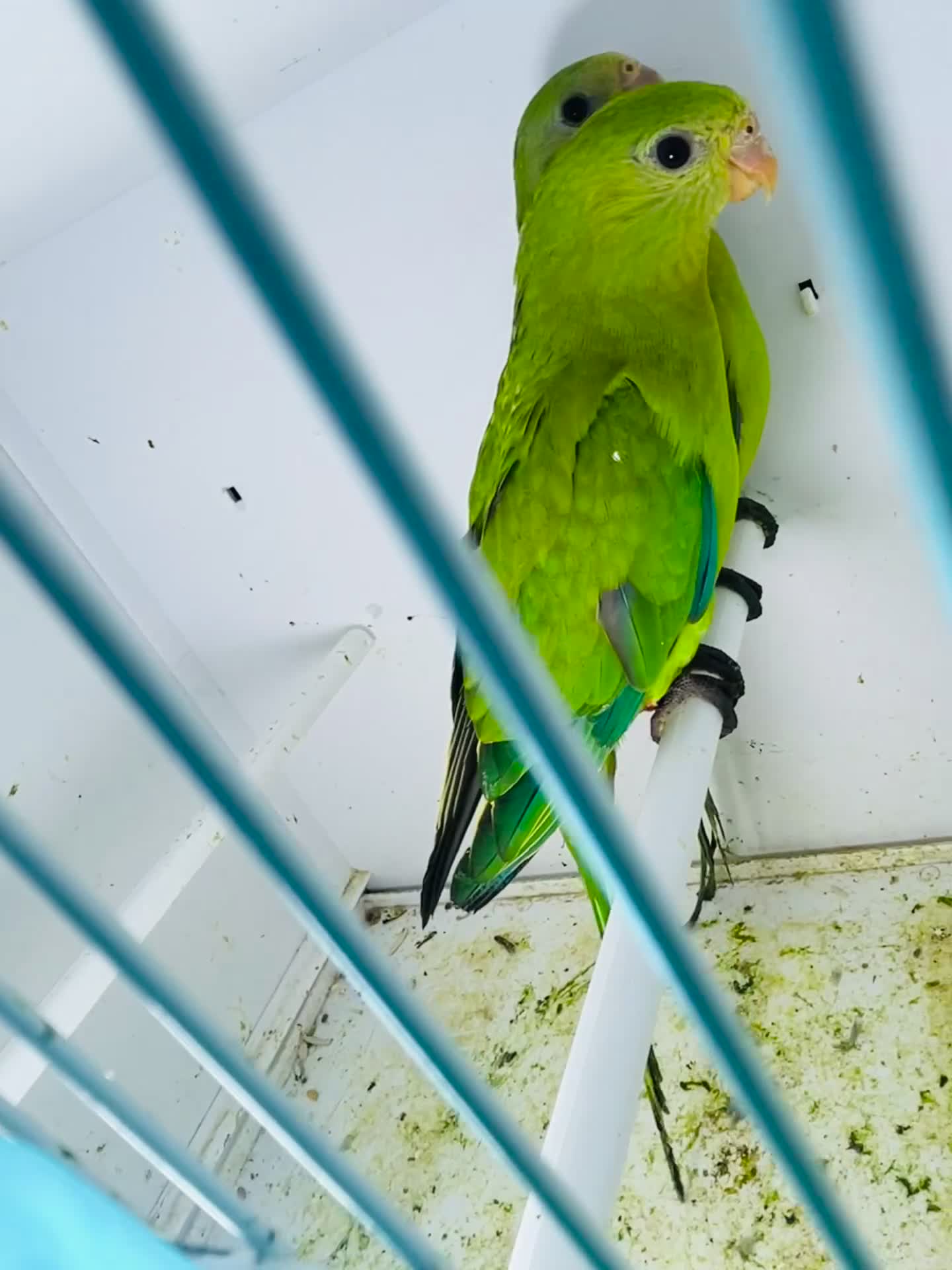 Parakeets birds for sale: Young pair of Barraband parakeet  - Video 1