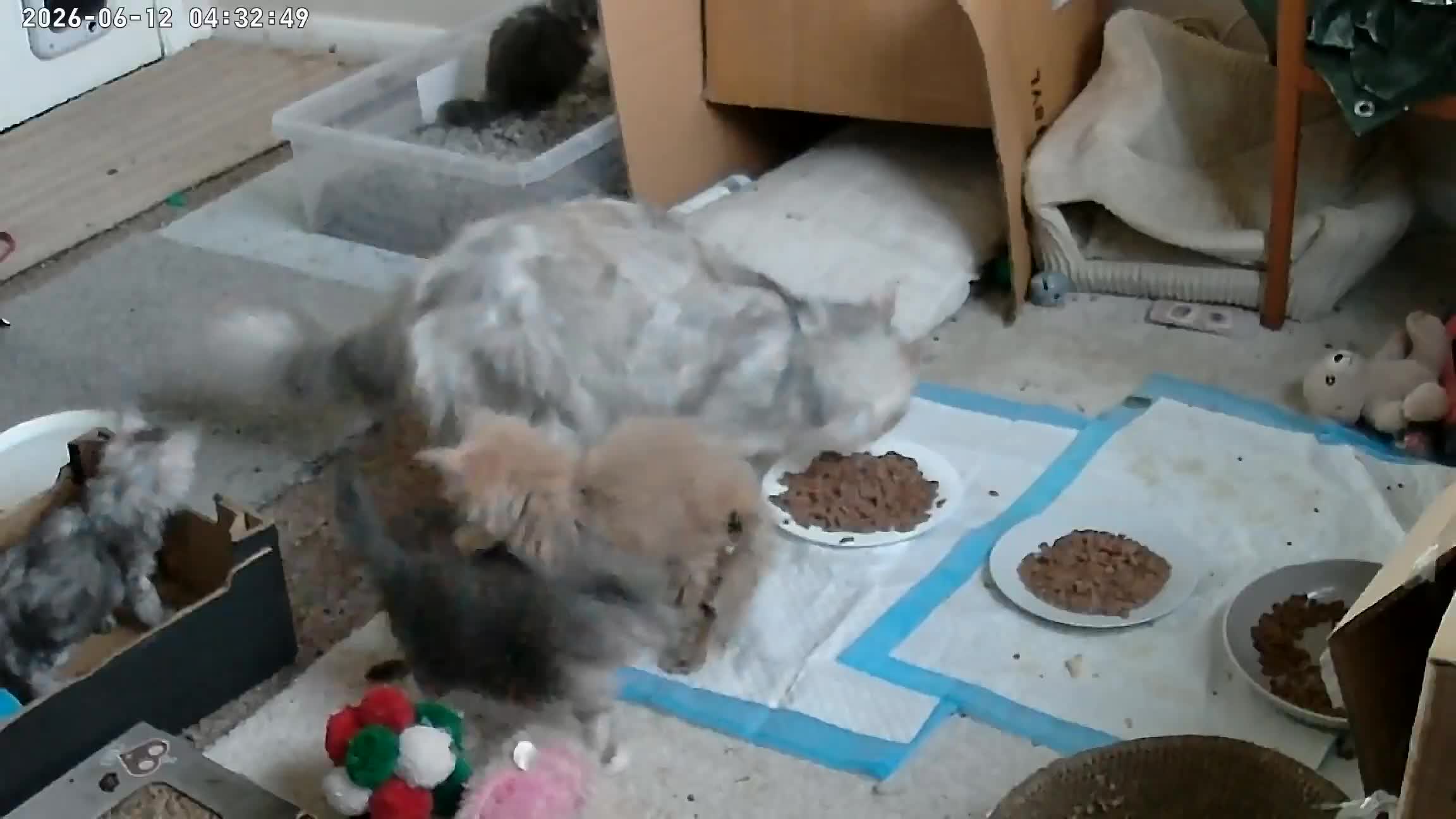 Maine Coon cats for sale: Fluffy, friendly pedigree maine coon kittens  - Video 4