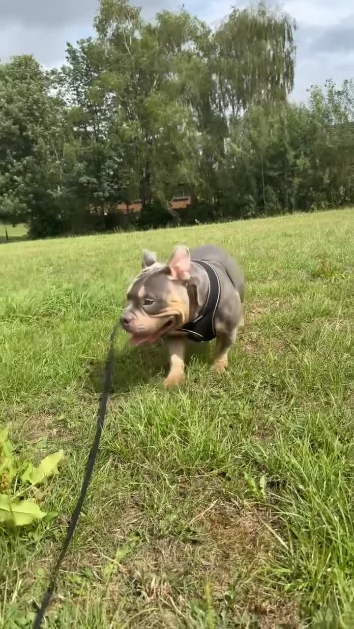American Bully dogs for stud: Hulk micro bully for stud  - Video 2