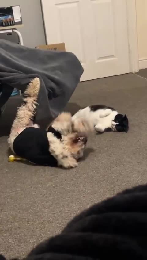 Cockapoo dogs for sale: Milo  - Video 2