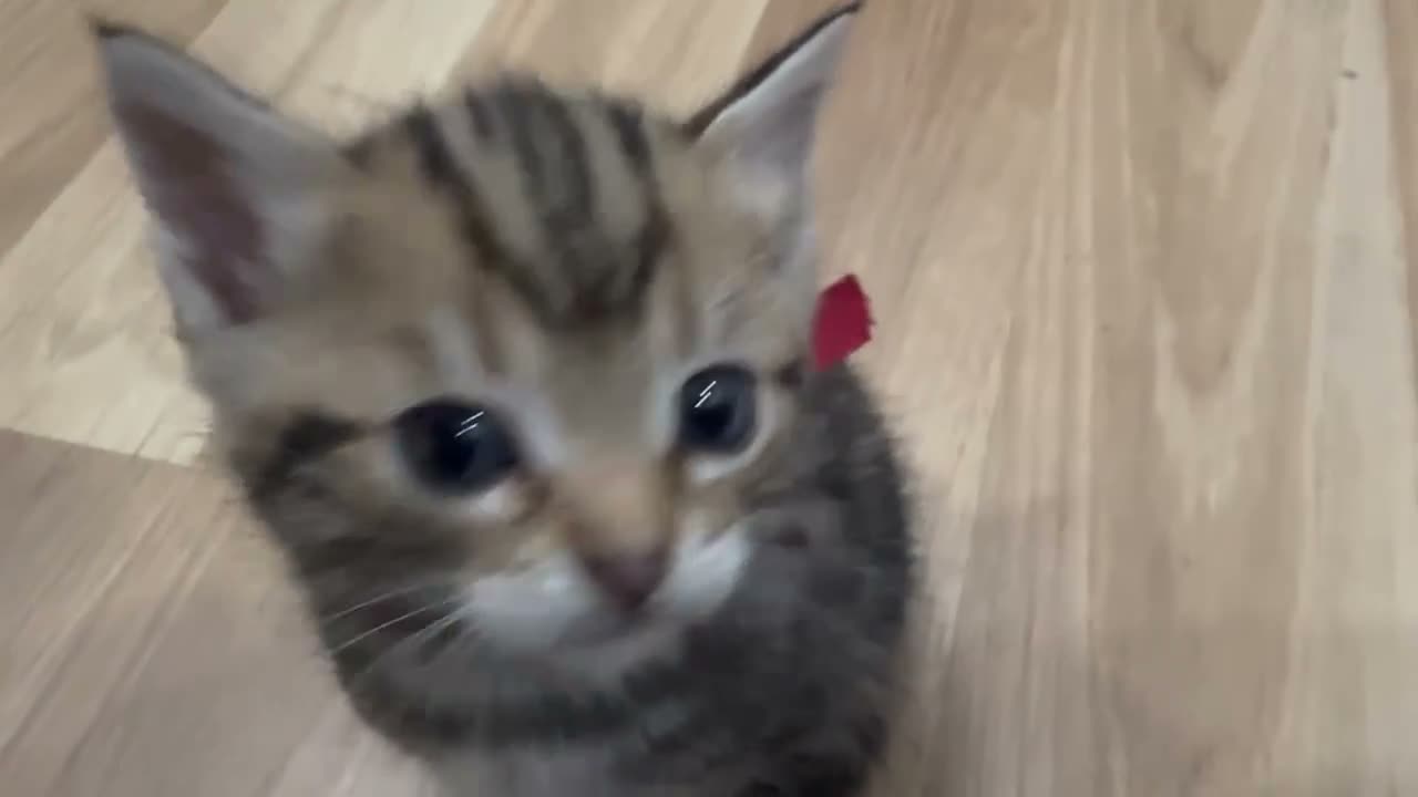 British Shorthair cats for sale: British shorthair female  - Video 1