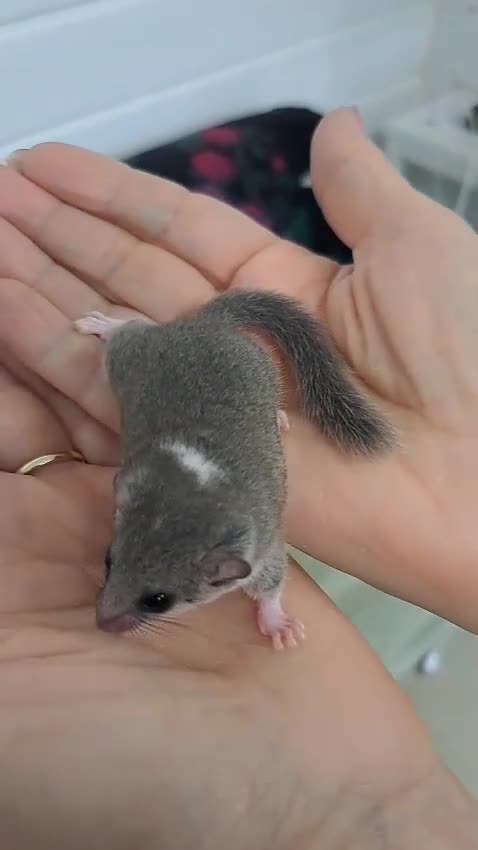 Mouse rodents for sale: African Pygmy Dormice (Micro Squirrel) - Video 2