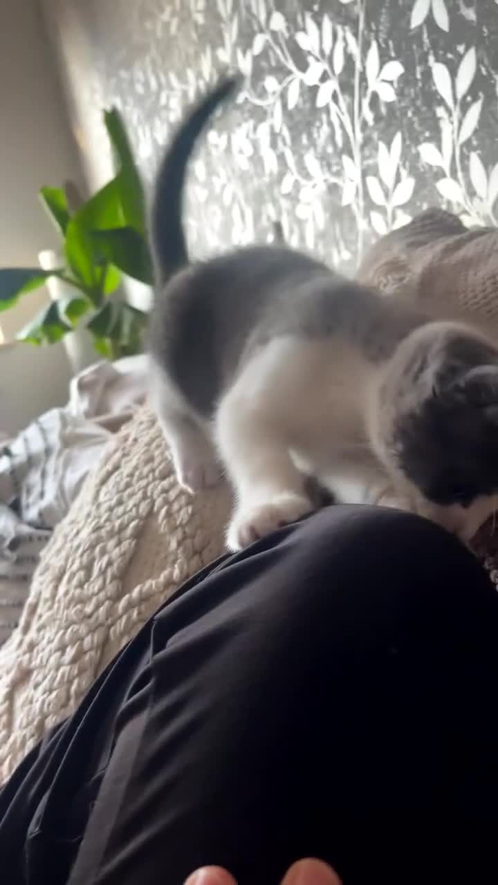 Domestic Shorthair cats for sale: Girl kitten grey and white  - Video 1