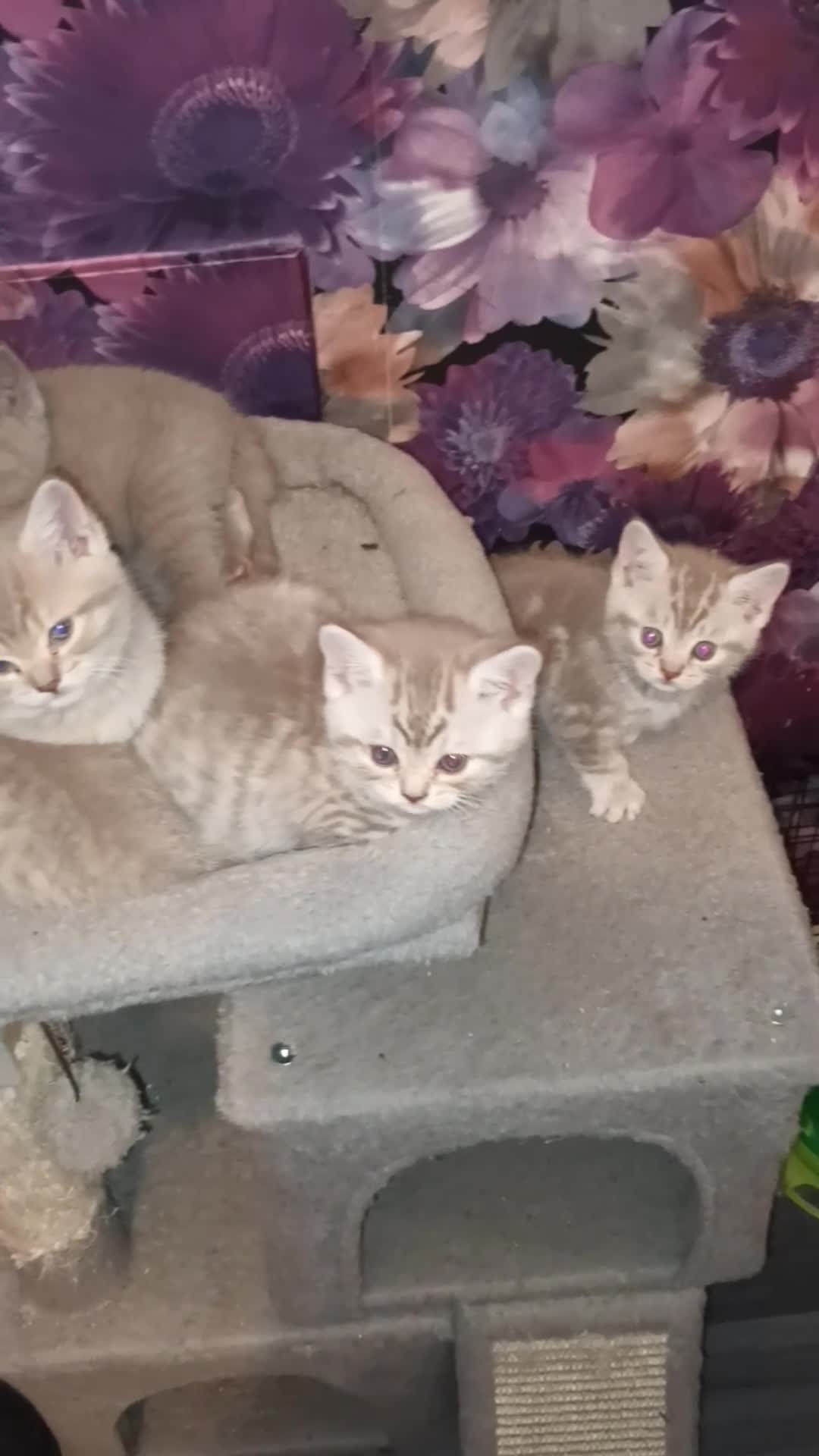 British Shorthair cats for sale: British short hair lilac cinnamon kittens - Video 1