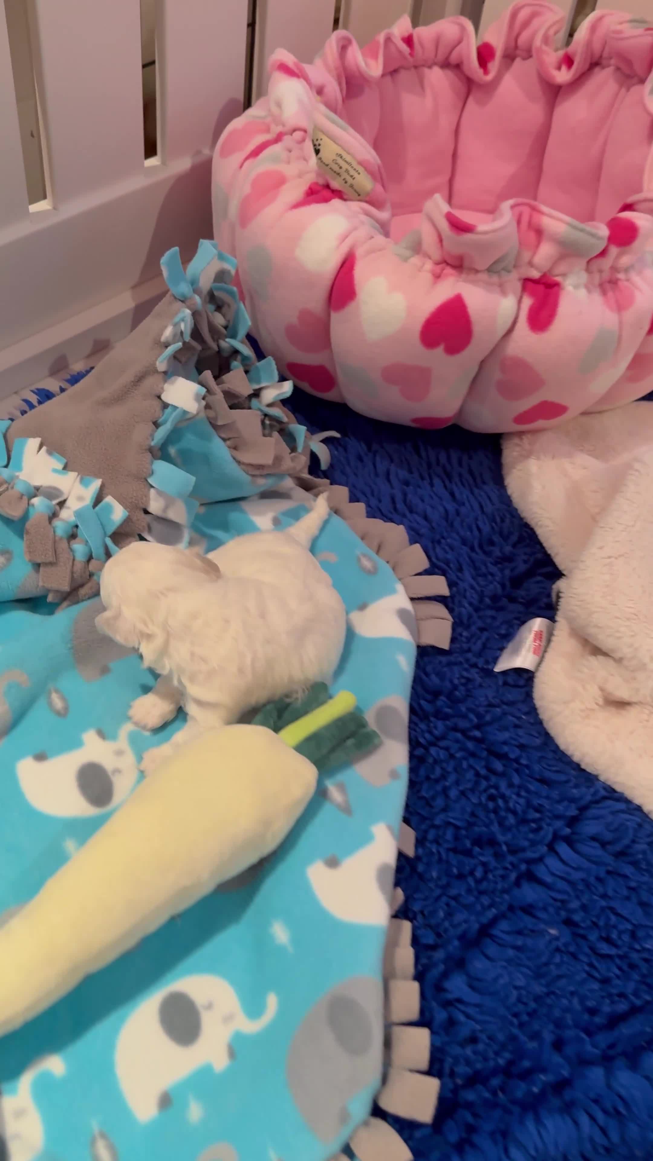 Bichon Frise dogs for sale: KC Registered Pedigree Bichon Frise Puppies - Video 3