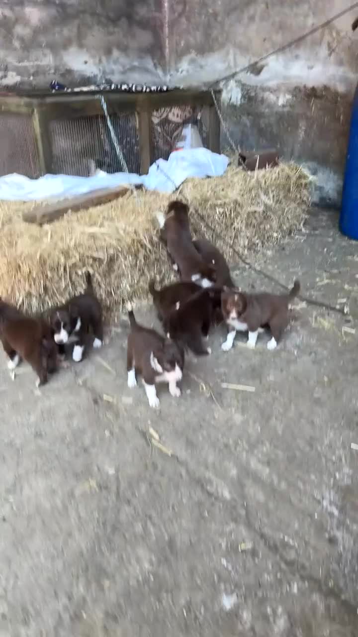 Border Collie dogs for sale: 8 working red/chocolate border collie puppies  - Video 2