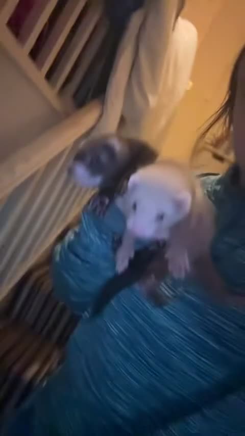 Ferret rodents for sale: Ferrets - Video 1