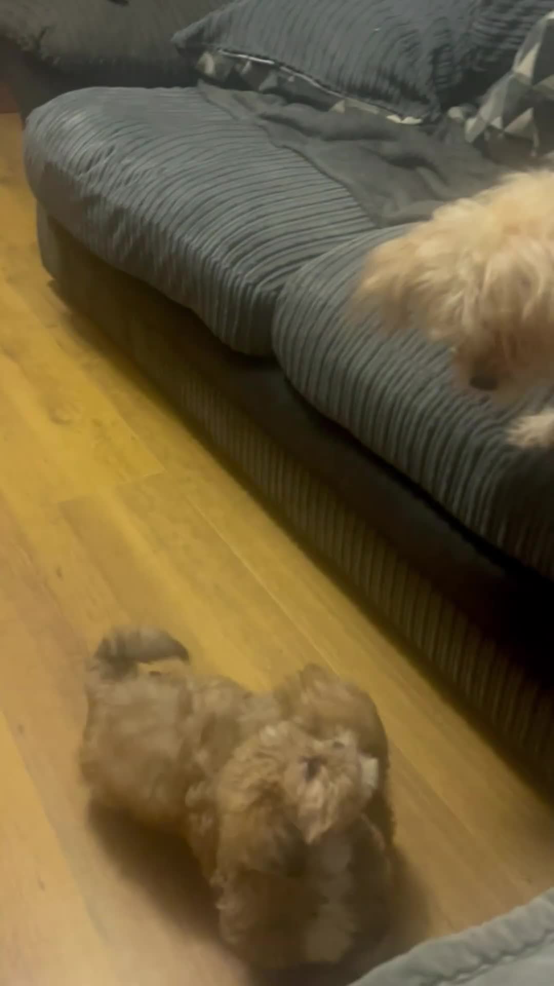 Shih Tzu dogs for sale: Gorgeous little boy - Video 2