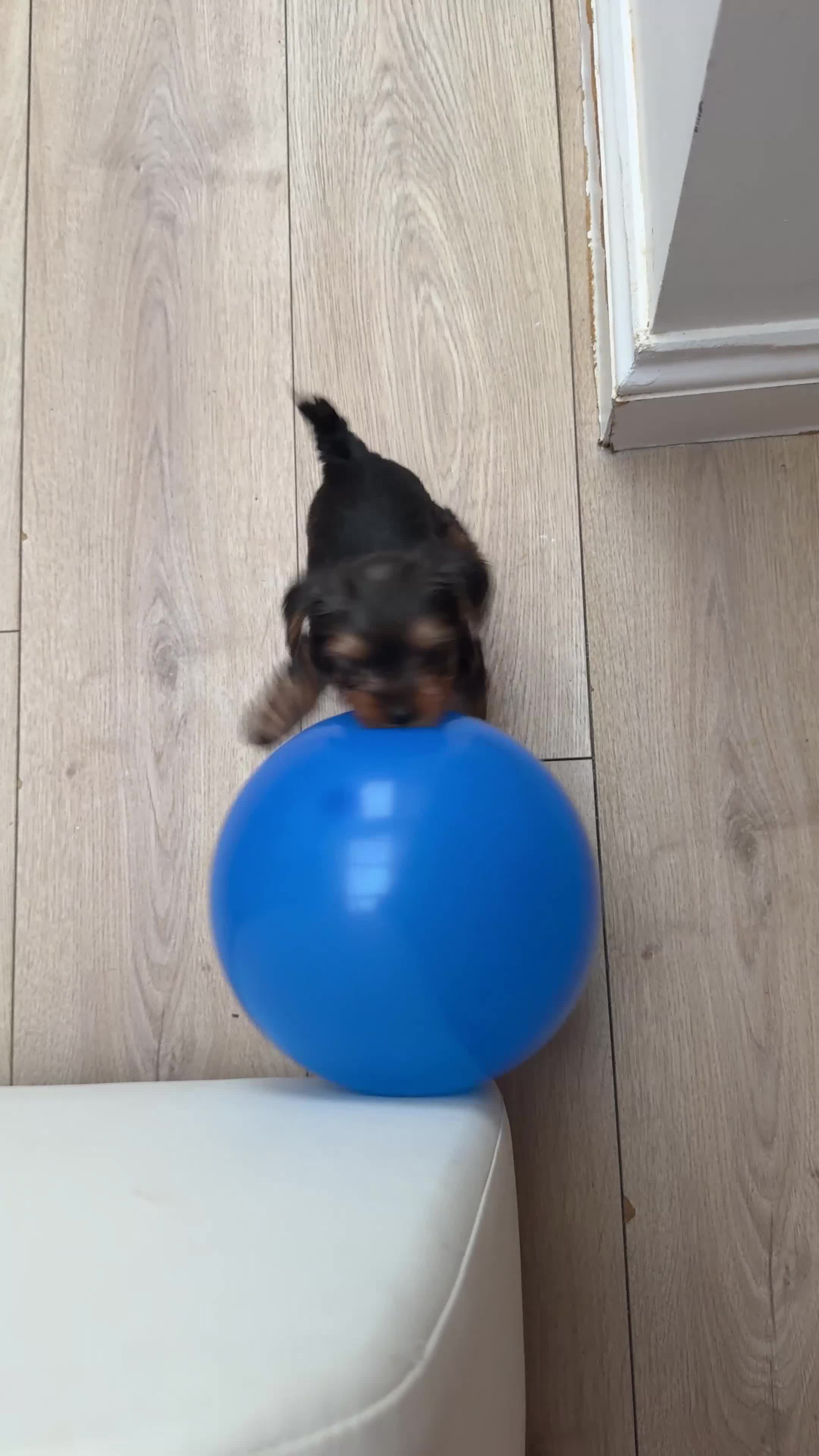 Yorkshire Terrier dogs for sale: Yorkshire puppy - Video 1