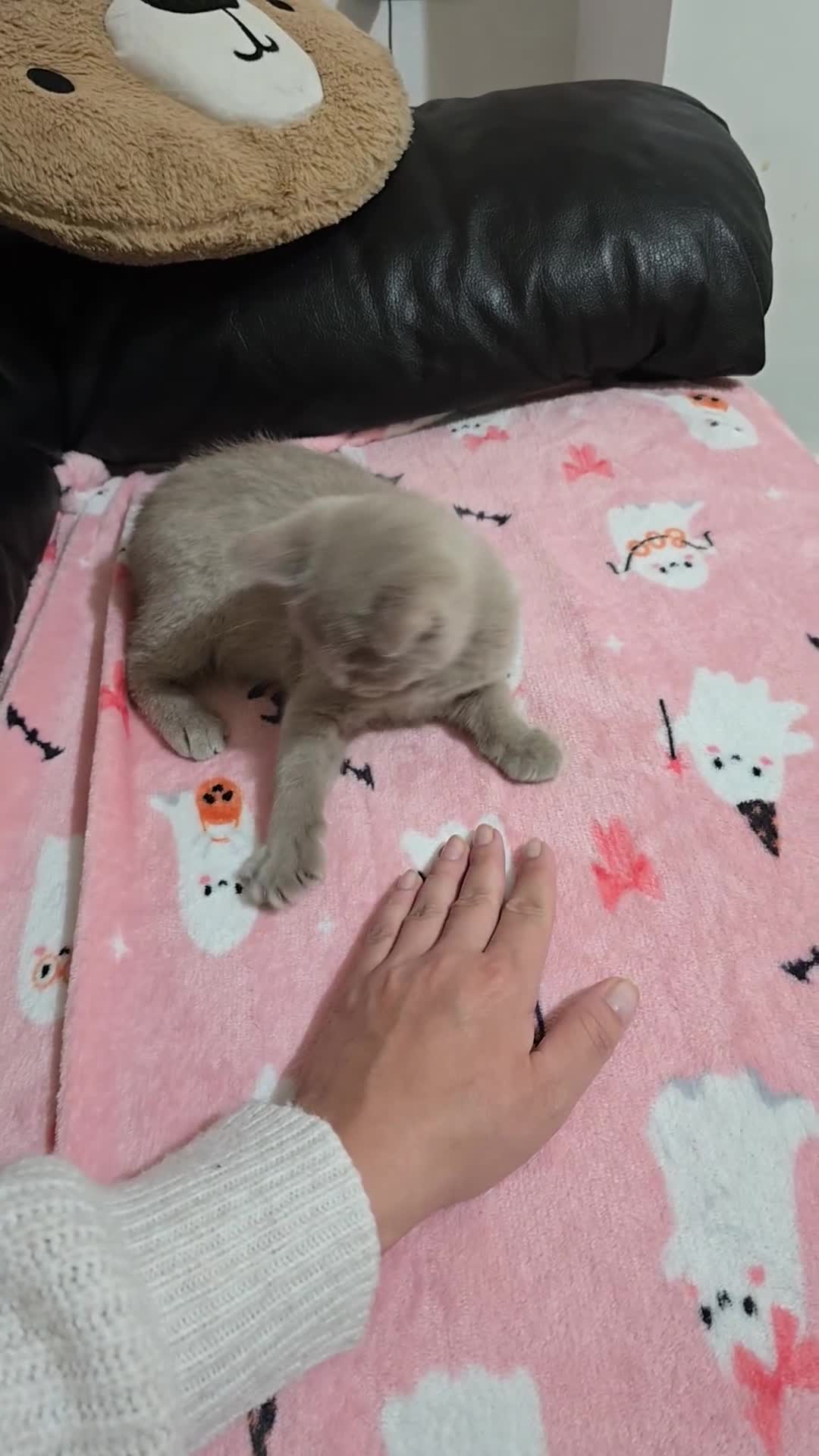 British Shorthair cats for sale: 🐾 Last British Shorthair Kitten – Lilac Cream 🐾 - Video 2