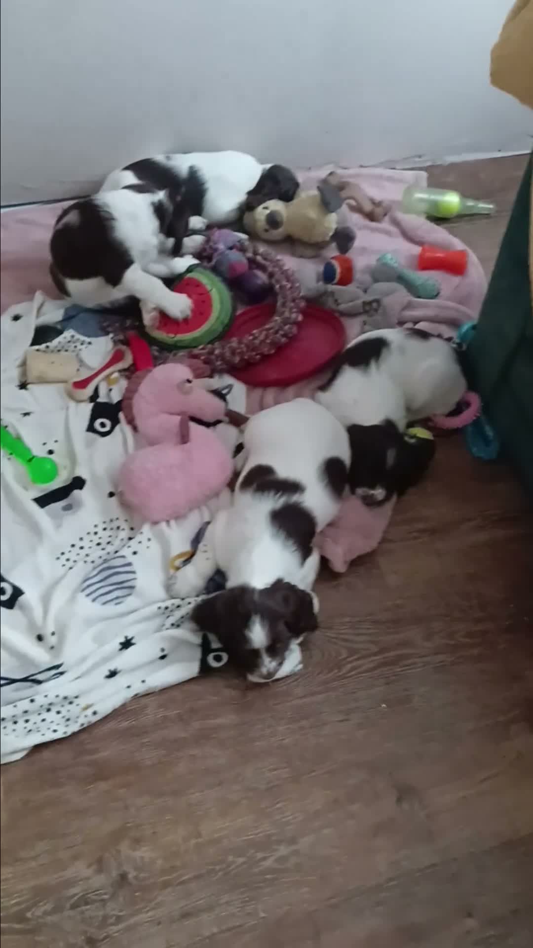 English Springer Spaniel dogs for sale: English springer spaniel puppies  - Video 1