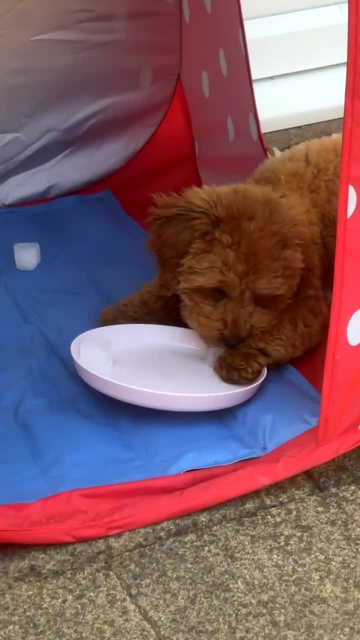 Maltipoo dogs for sale: 4-Month-Old Maltipoo ❤️ - Video 1