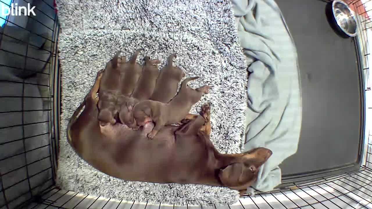 Dachshund dogs for sale: 5 beautiful pups in Pershore - Video 1