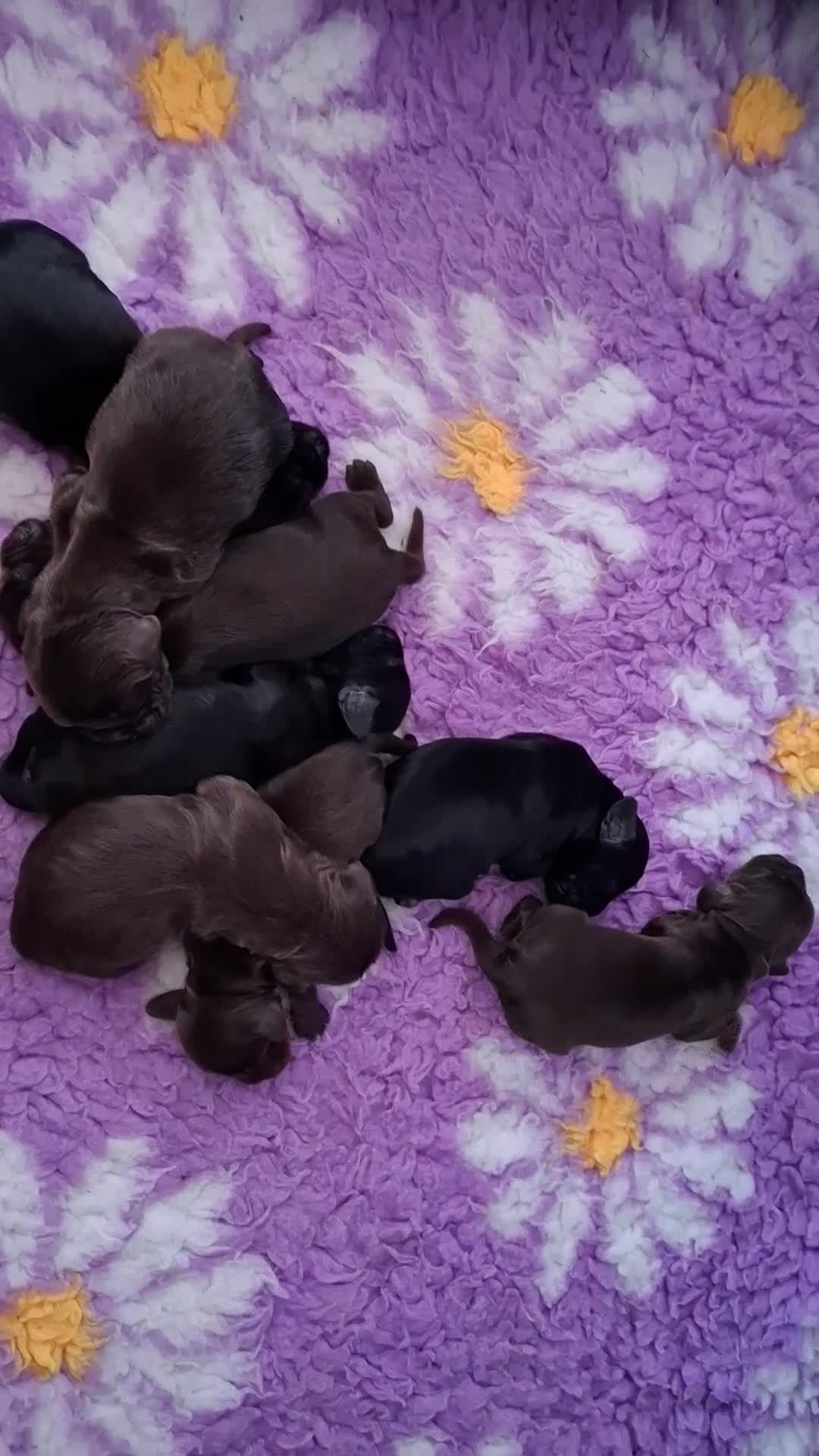 Cocker Spaniel dogs for sale: Show type KC Reg Cocker Spaniel Puppies Available - Video 1
