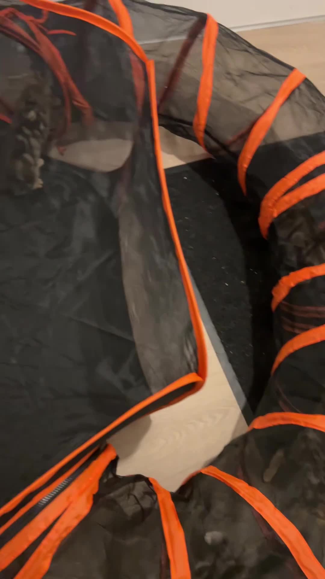 Bengal cats for sale: Beautiful bengal  - Video 1