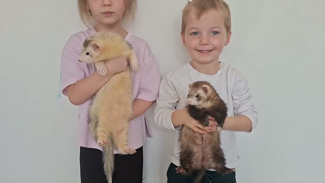 Ferret rodents for sale: Silly tame ferrets - Video 1