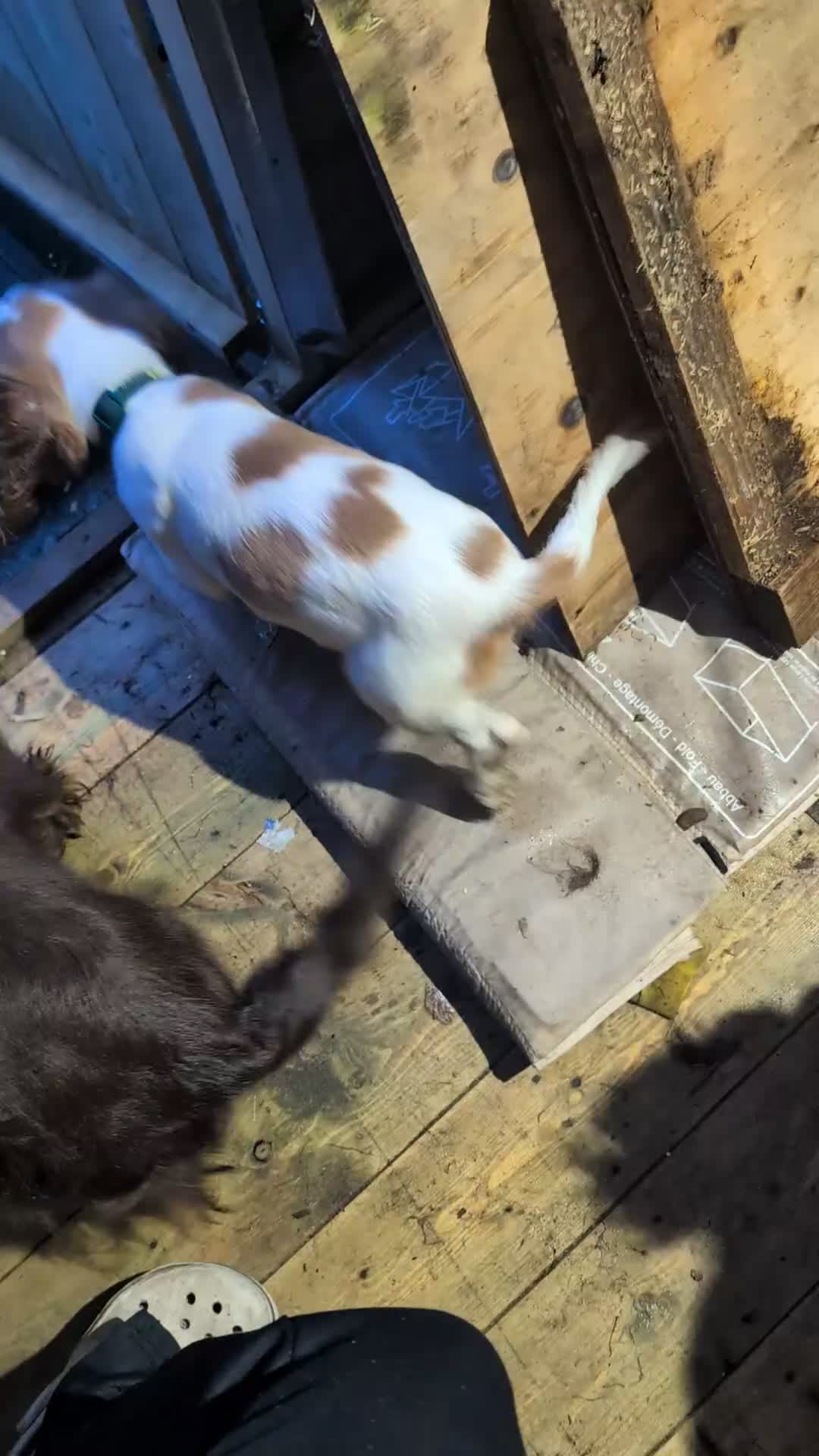 Cocker Spaniel dogs for sale: cocker spaniel 10 weeks last male - Video 1