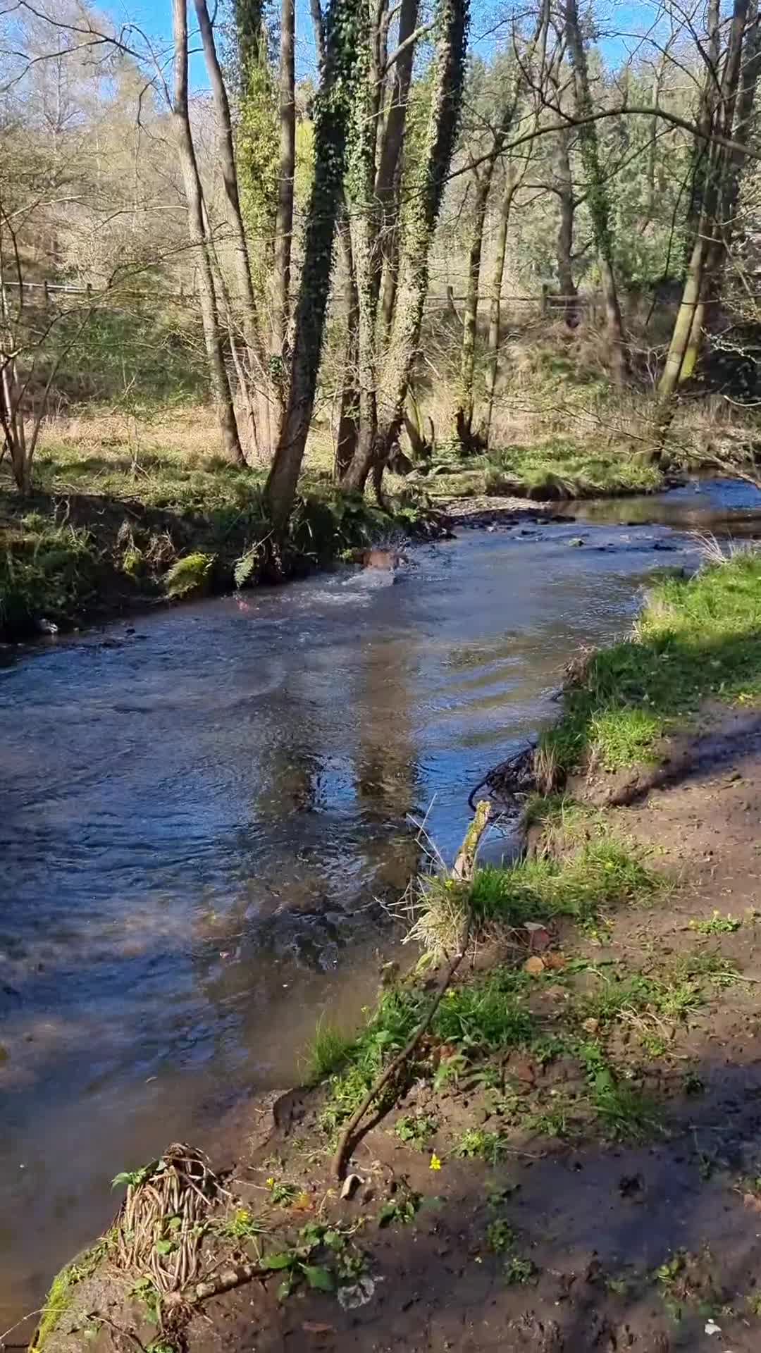 Labrador Retriever dogs for stud: KC REGISTERED FOX RED LABRADOR FOR STUD - Video 1