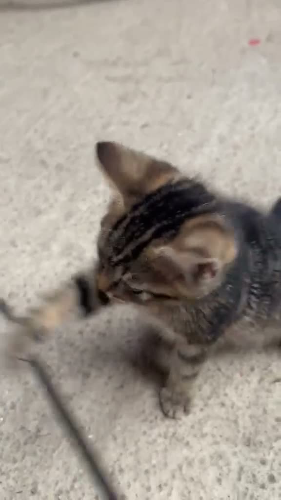 Mixed Breed cats for sale: Two lovely kittens looking for loving homes - Video 1