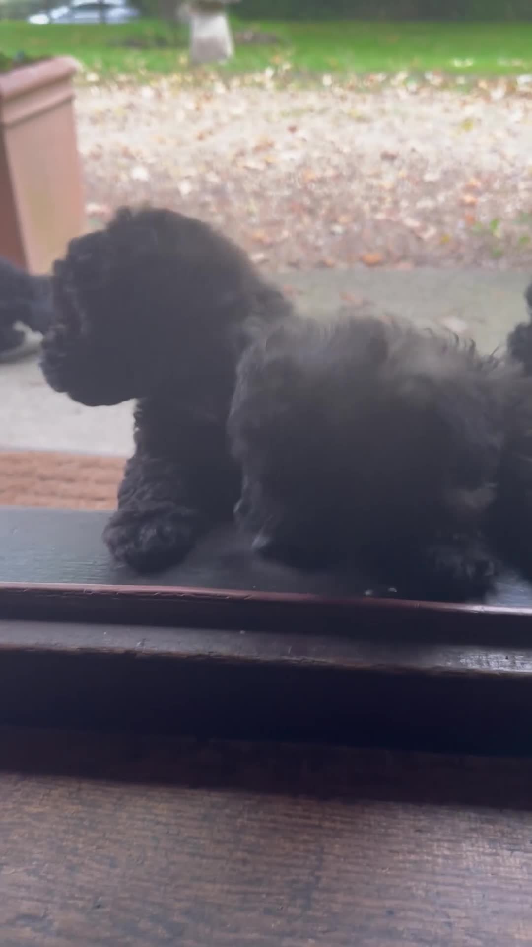 Poochon dogs for sale:  F1b poochon pups health tested parents licensed  - Video 2