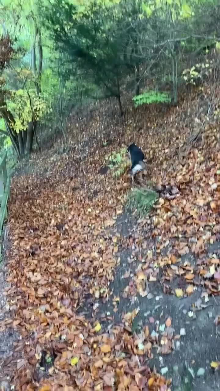 Mixed Breed dogs for adoption: Mavis – Almost 5 years old, female, hound mix - Video 3