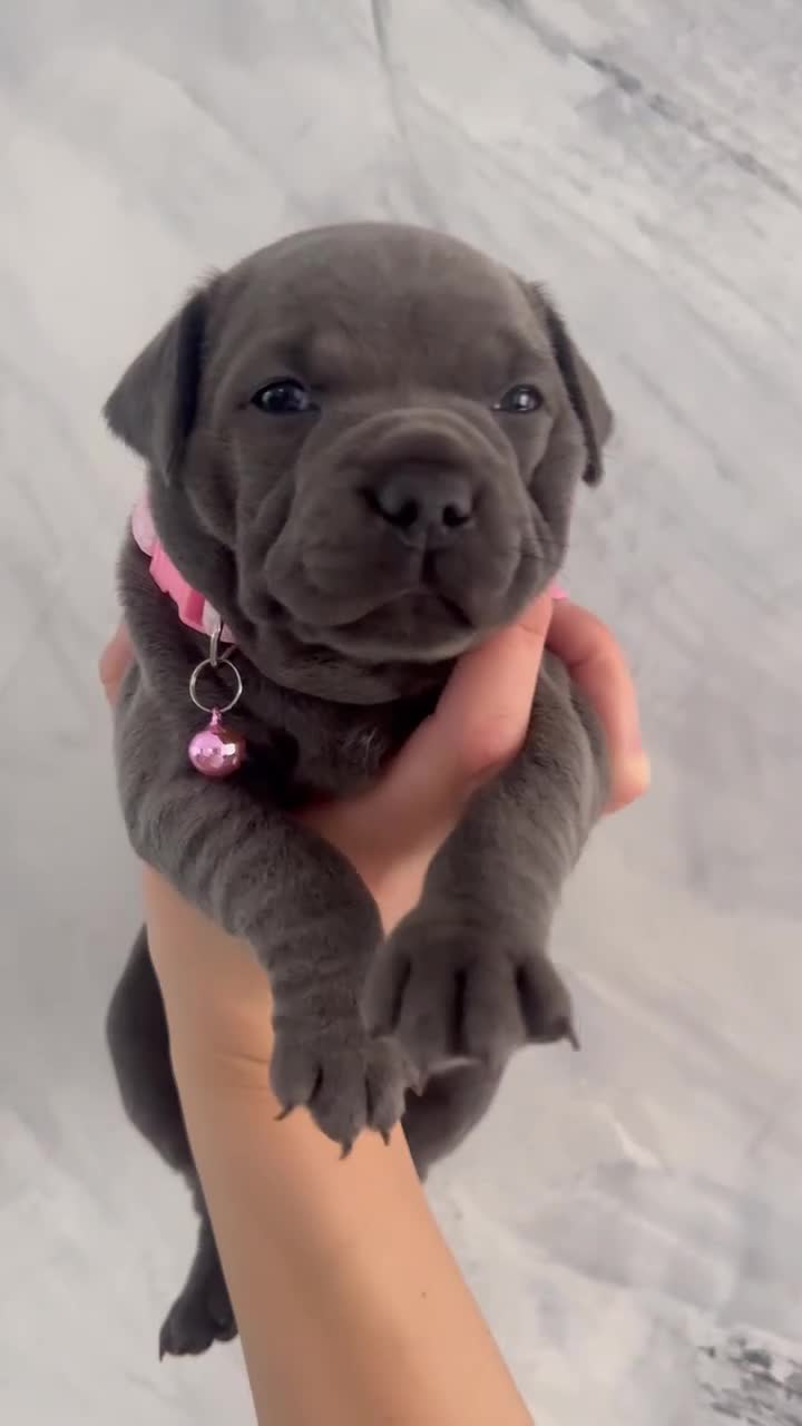 Staffordshire Bull Terrier dogs for sale: KC Registered Staffordshire bull terriers - Video 5