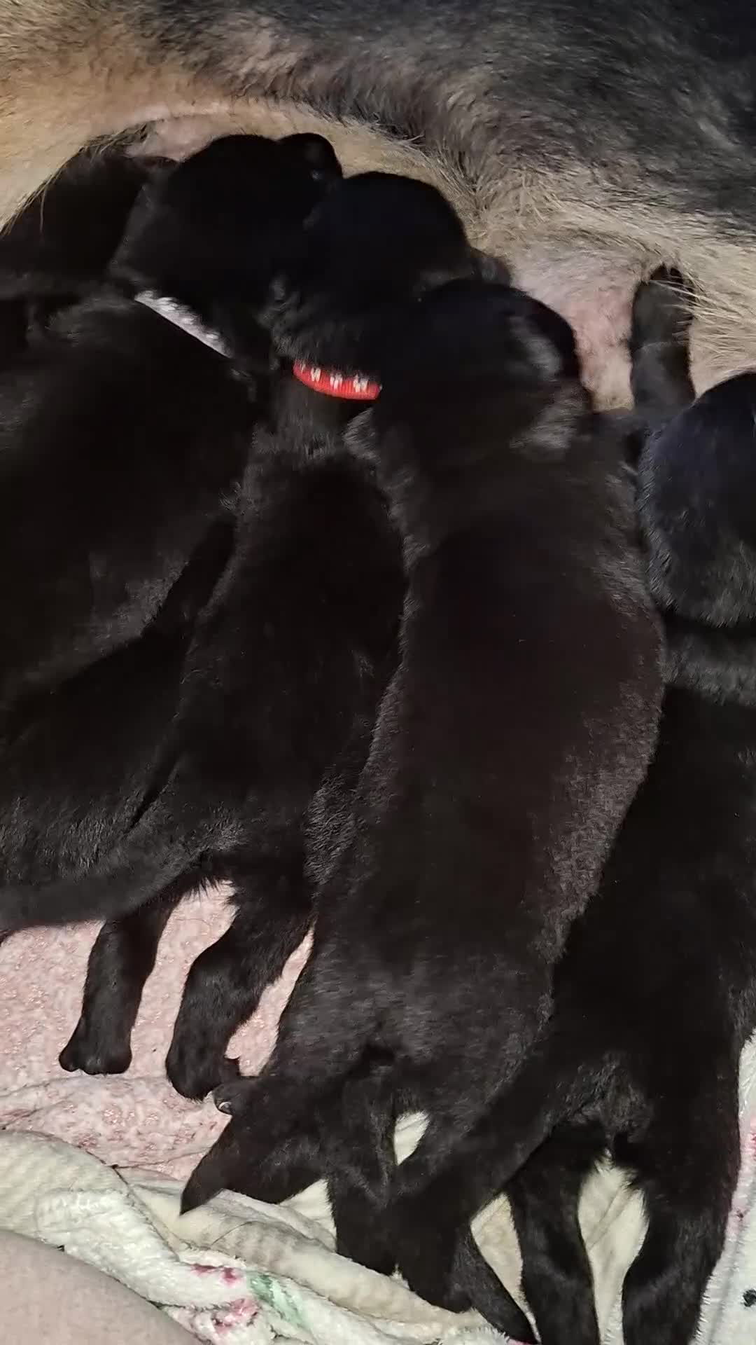 Sheprador dogs for sale: SHEPRADOR Puppies  - Video 2