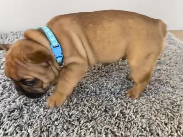 French Bulldog dogs for sale: Rare KC French bulldogs - champion lines  - Video 2