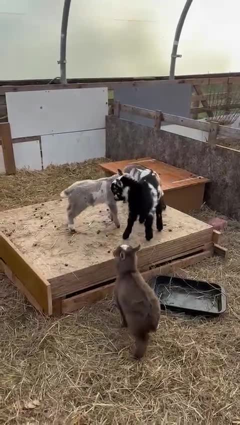 Goats livestock for sale: Small male and female pygmy goats - Video 1