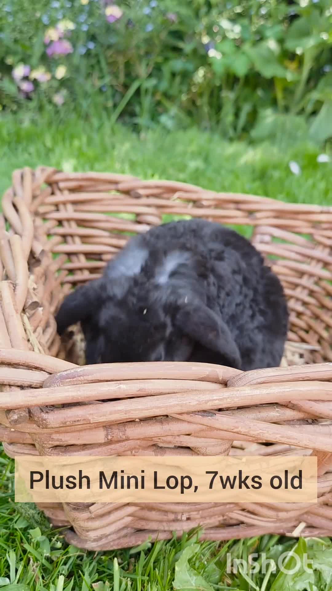 Mini Lop rabbits for sale: 🌼 Rare Purebred Plush Baby Boy 🌼 Ready Next Sun  - Video 1