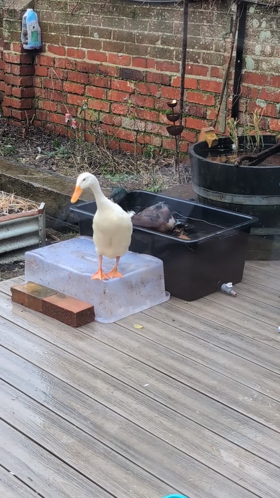 Ducks poultry for sale: Indian Runner Ducks - Mallard Drake & White Hen in Southsea - Video 2