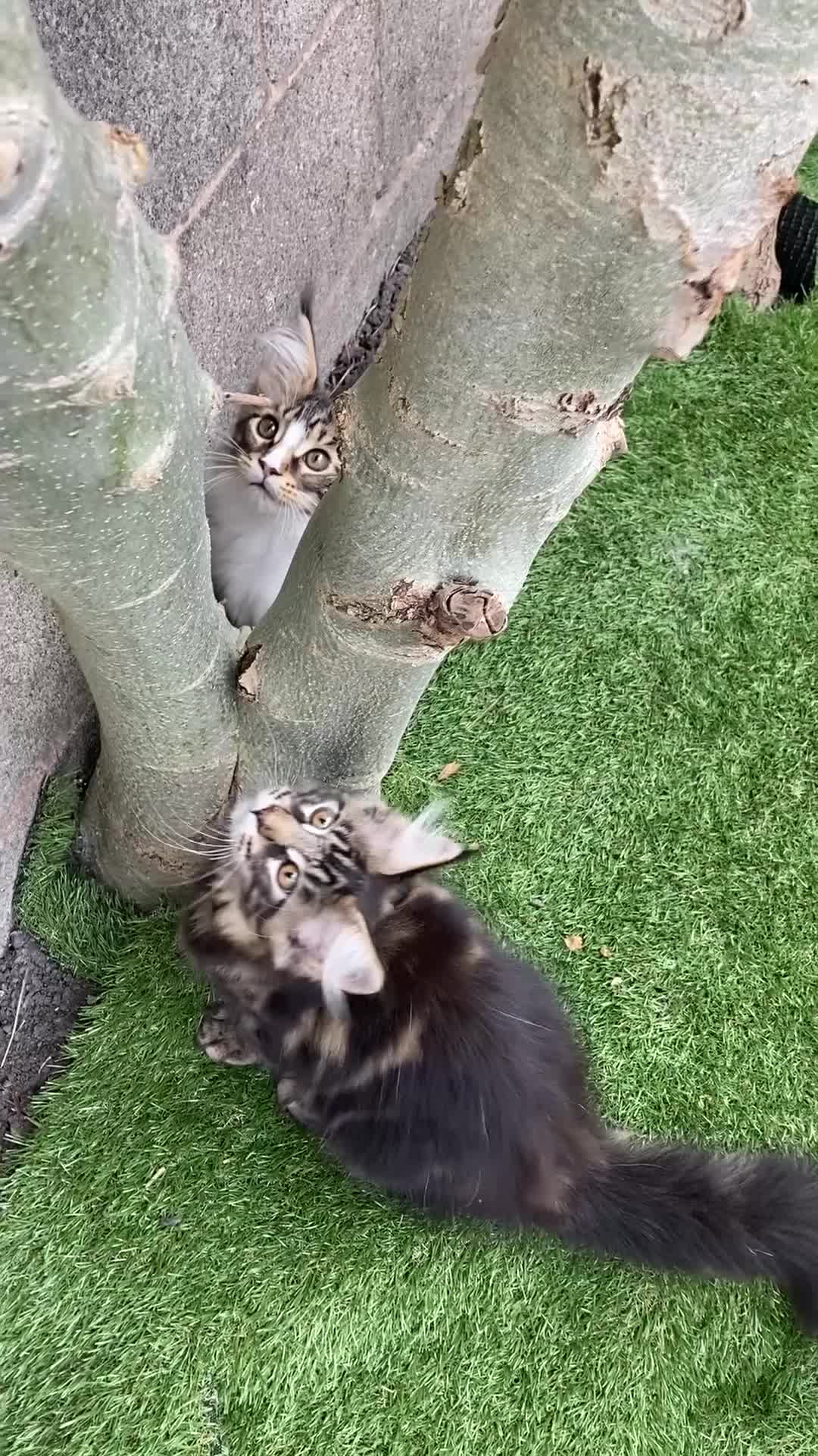 Maine Coon cats for sale: Full Maine Coon Kittens - Video 2
