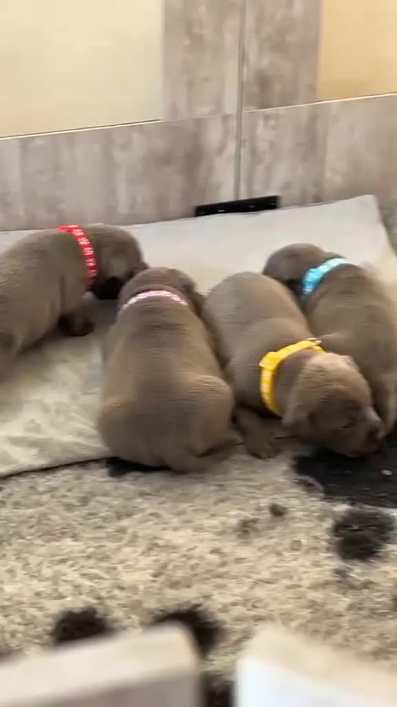 Staffordshire Bull Terrier dogs for sale: Pure Blue Staffordshire Bull Terrier Puppy  - Video 2