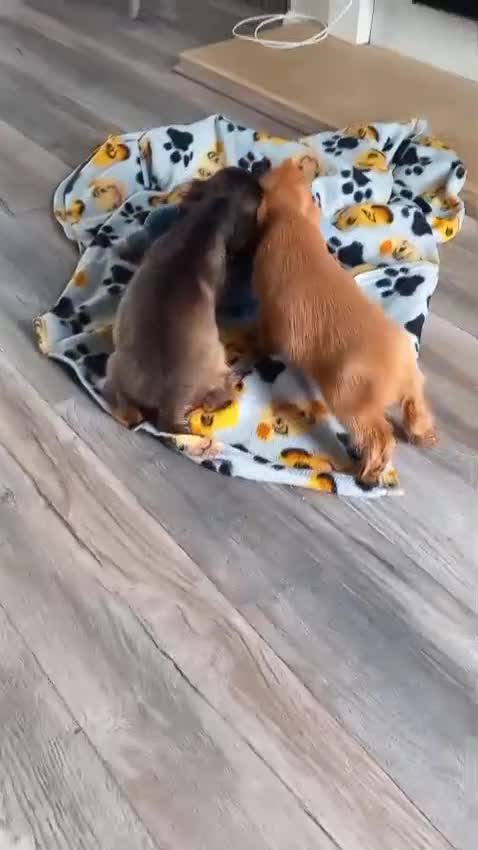 Cocker Spaniel dogs for sale:  Show Cockers girls Both Vaccinations done  - Video 1