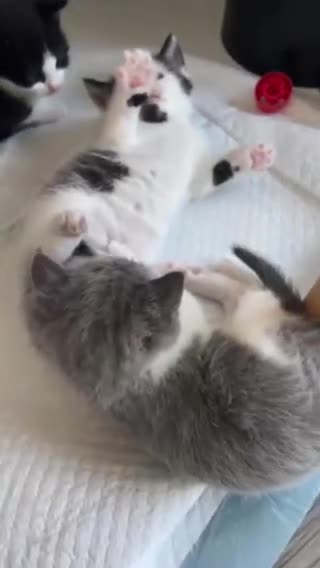 Mixed Breed cats for sale: Cute and playful kittens looking for a new home - Video 1