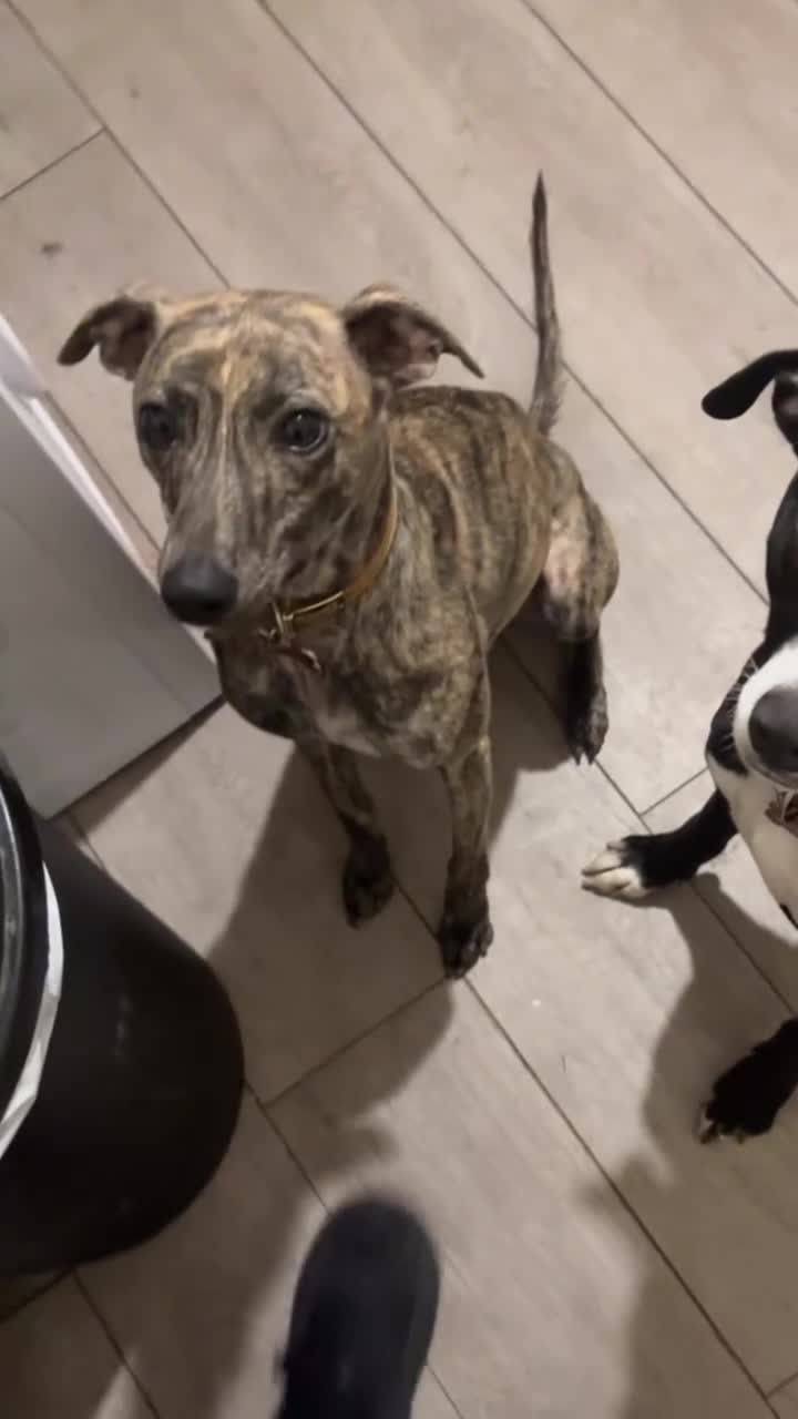 Whippet dogs for sale: Whippet bitch for Sale in Doncaster - Video 4