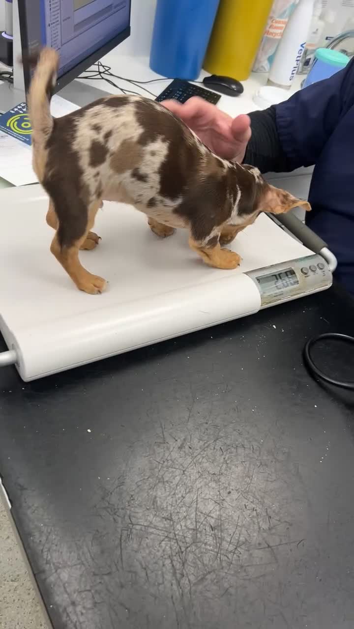 Jack Russell dogs for sale: Adorable Chocolate Merle Jack Russell Puppy  - Video 1