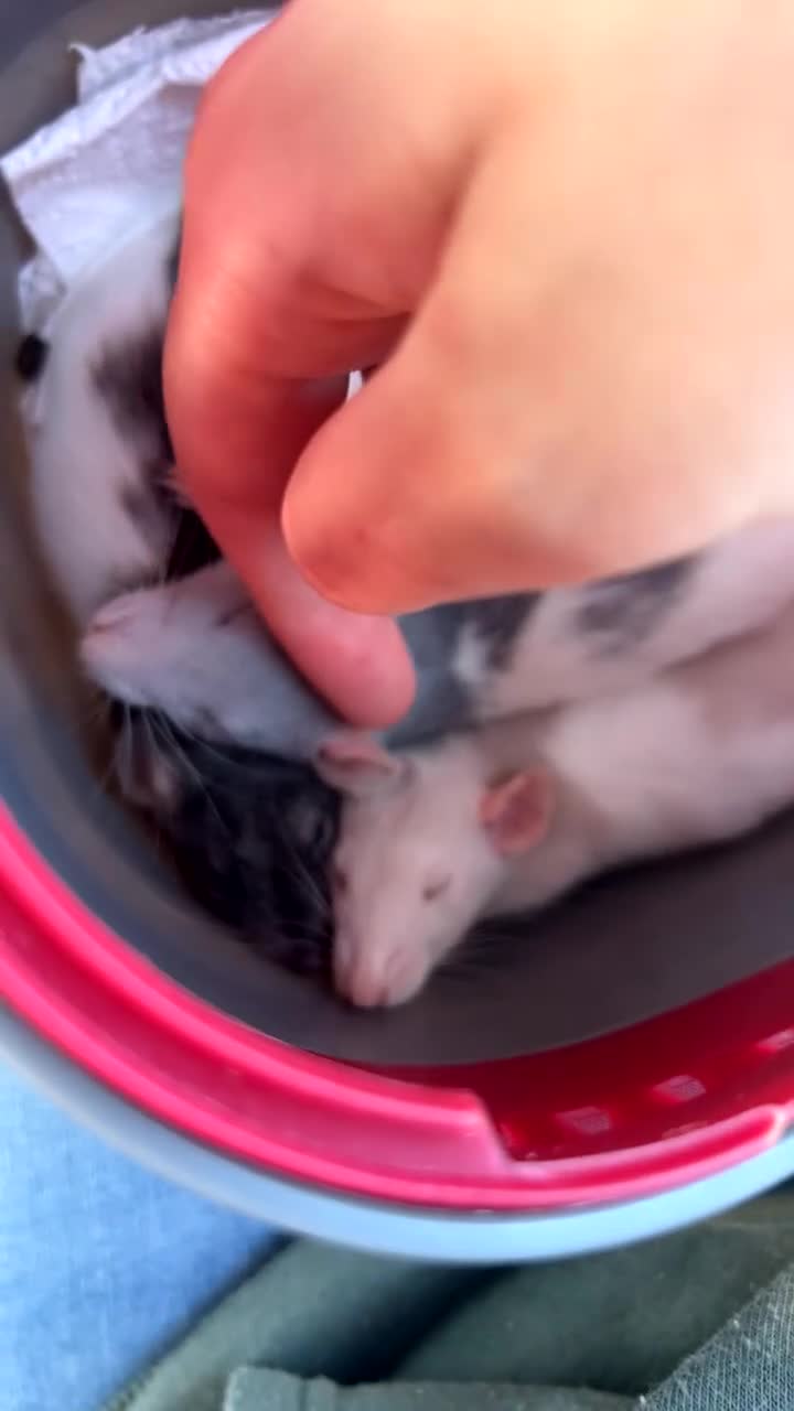 Rat rodents for sale: 3 male rats looking for their forever home - Video 4