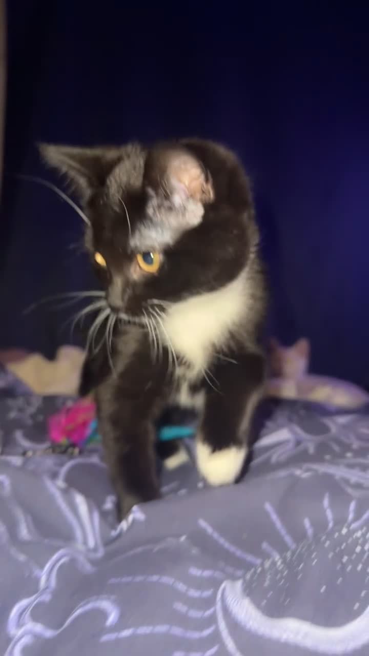 British Shorthair cats for sale: Mixed British Shorthair - Video 3