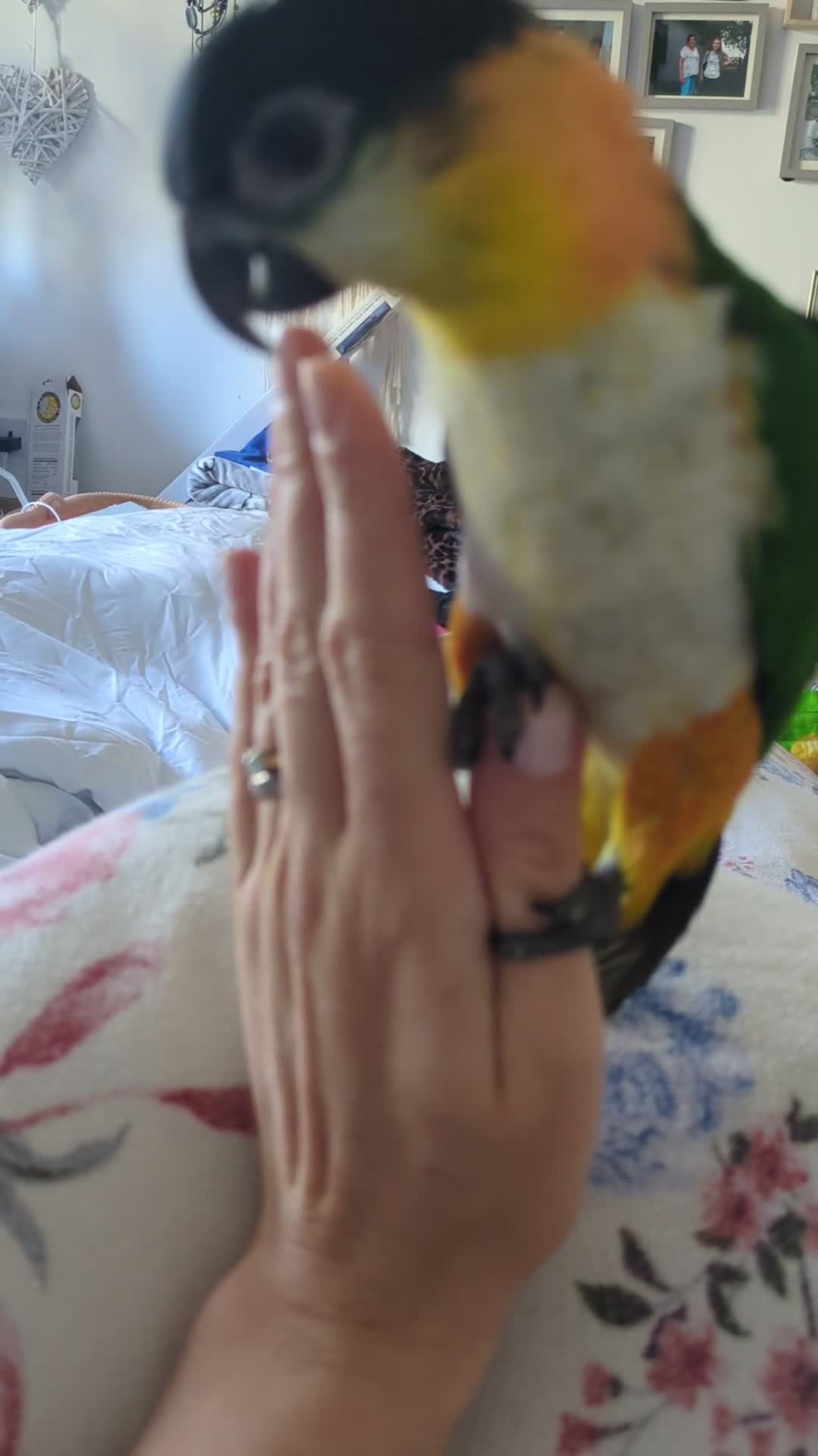 Parrots birds for sale: Black headed caique silly tamed babies - Video 2