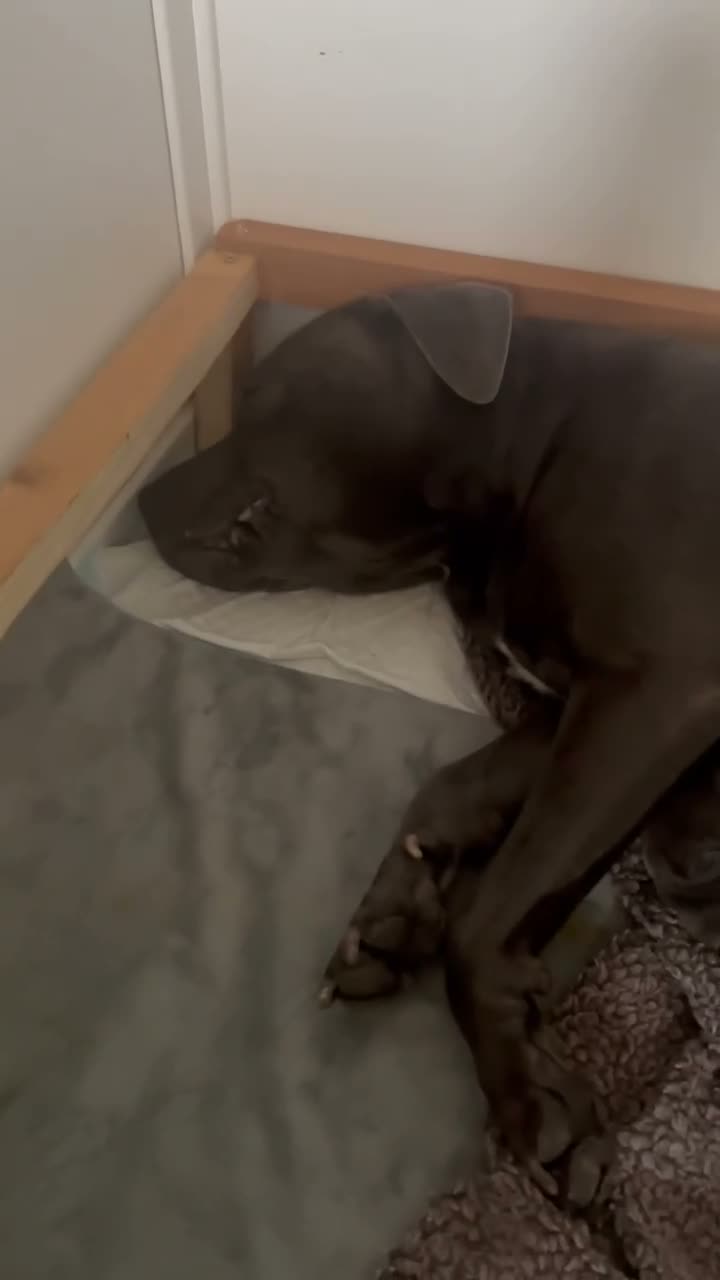 Staffordshire Bull Terrier dogs for sale: Litter of 7 kc registered staffys in Tamworth - Video 1