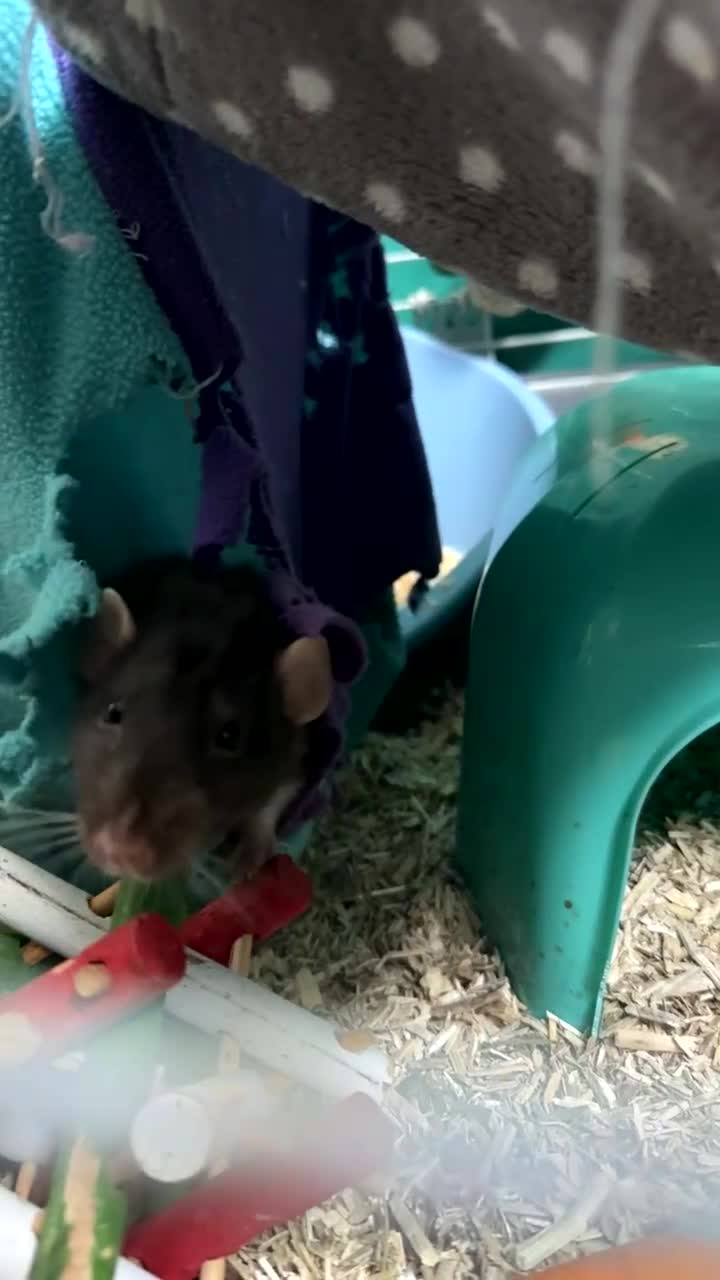 Rat rodents for sale: Male black and white rat  - Video 1